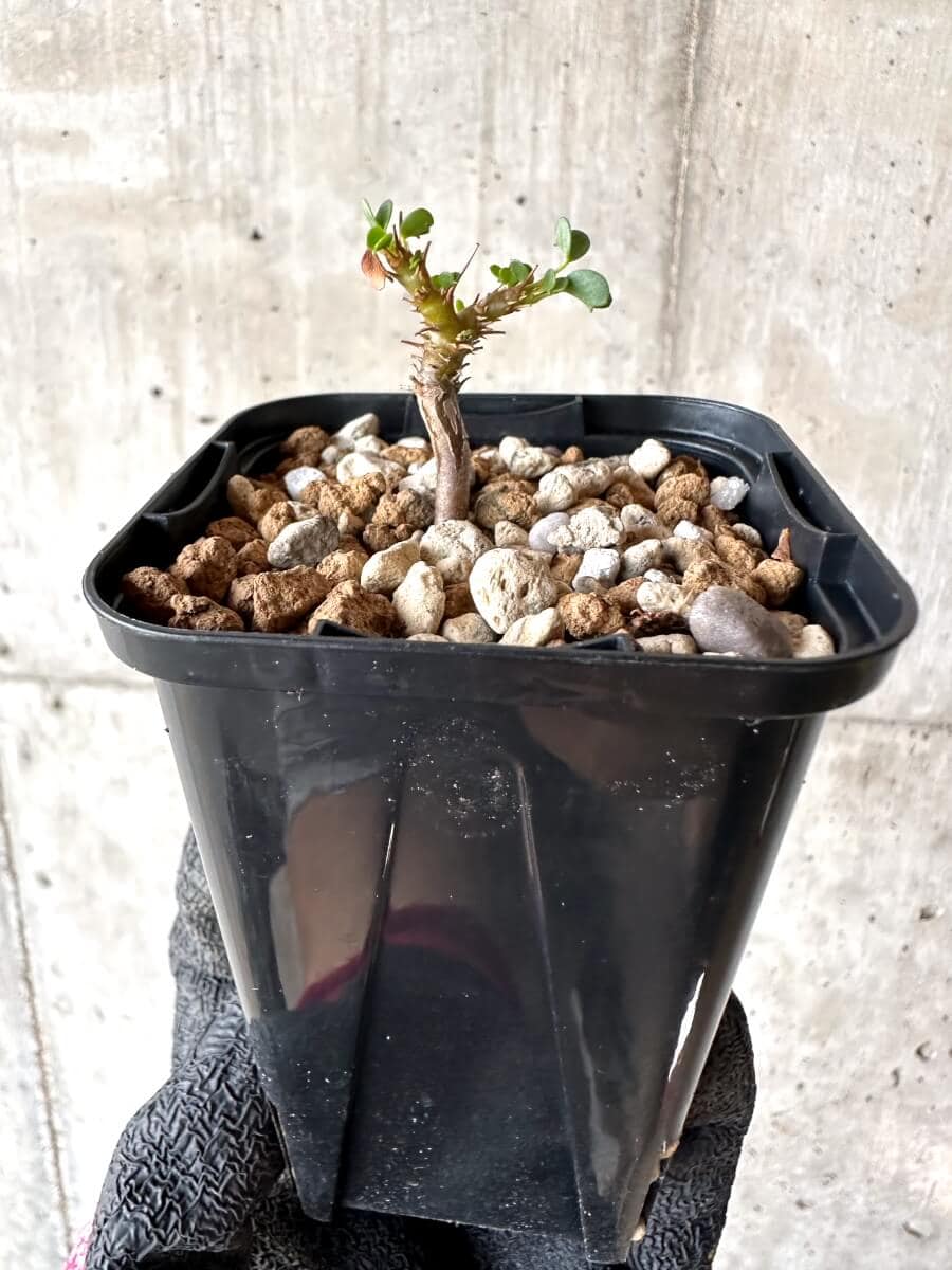 【現品限り】サルコカウロン・バンデリエティアエ【M65】 Sarcocaulon vanderietiae