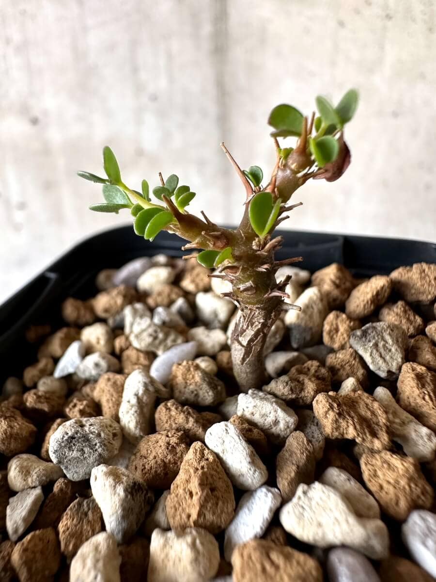 現品限り】サルコカウロン・バンデリエティアエ【M65】 Sarcocaulon
