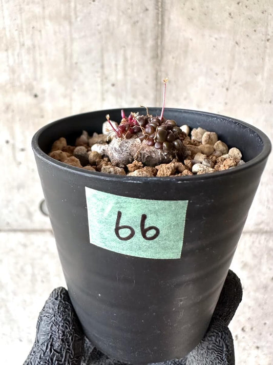 【現品限り】アナカンプセロス・コンプトニー 非常に大きく状態よい【M66】 Anacampseros comptonii