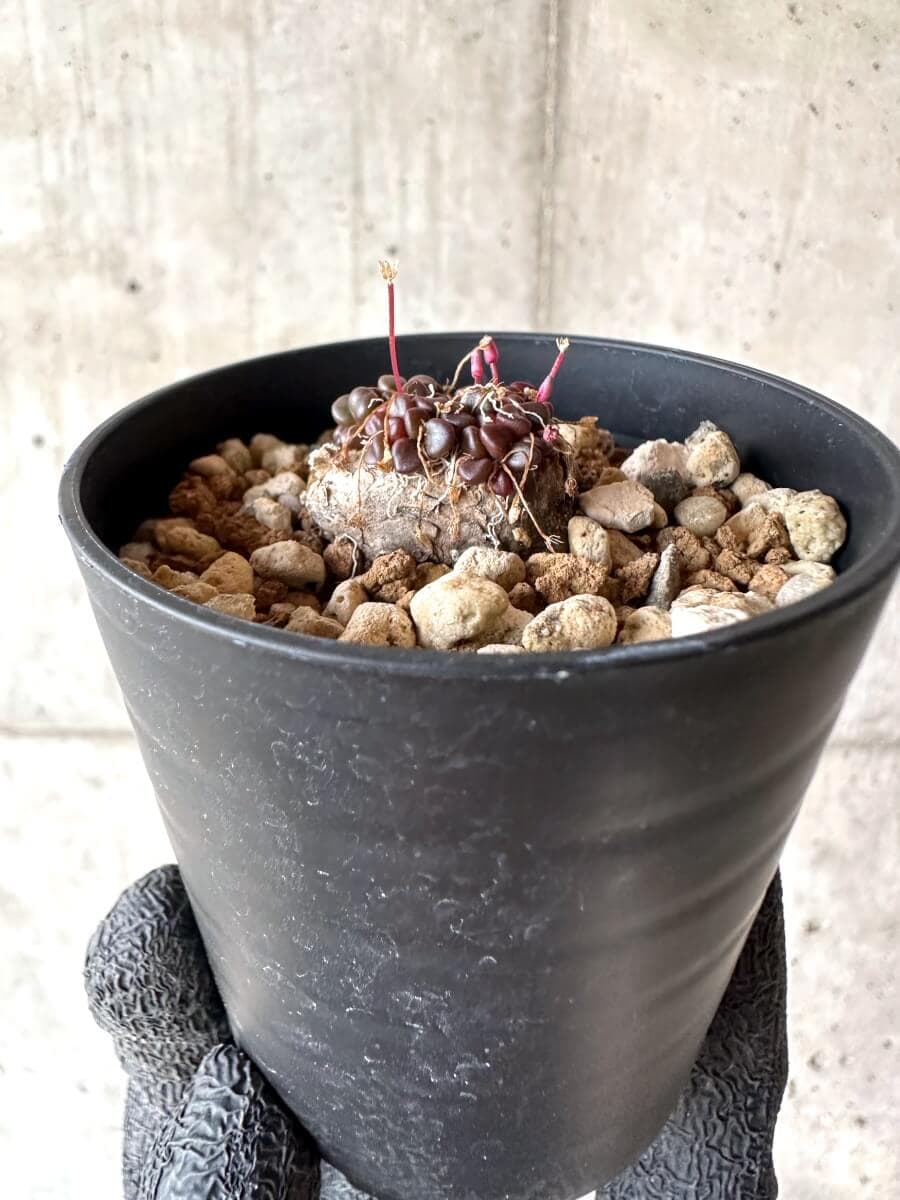 【現品限り】アナカンプセロス・コンプトニー 非常に大きく状態よい【M66】 Anacampseros comptonii