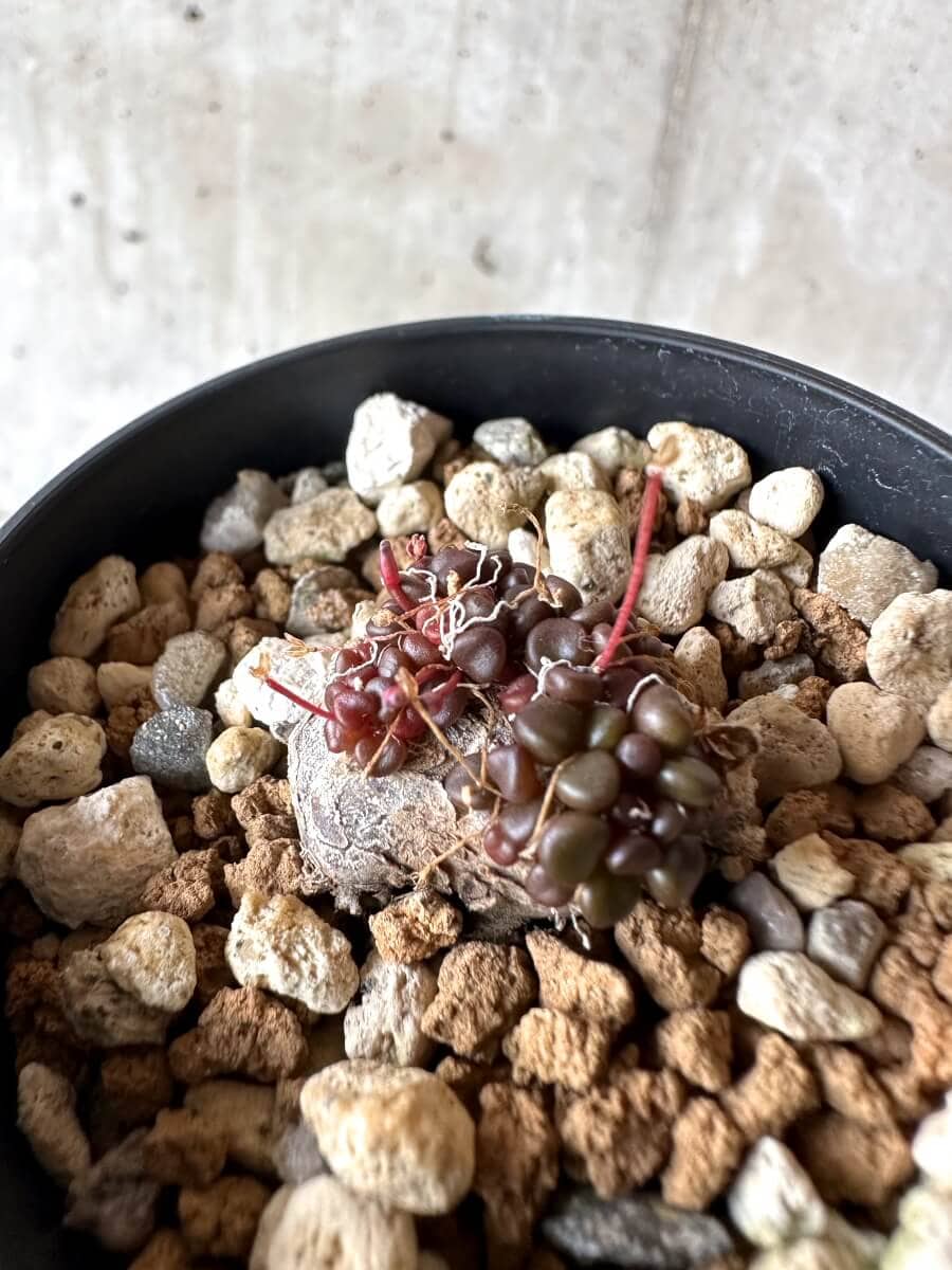 【現品限り】アナカンプセロス・コンプトニー 非常に大きく状態よい【M66】 Anacampseros comptonii