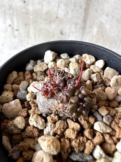 【現品限り】アナカンプセロス・コンプトニー 非常に大きく状態よい【M66】 Anacampseros comptonii