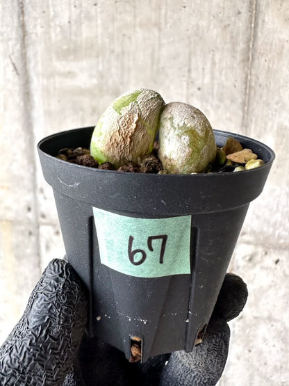 【現品限り】ムイリア・ホルテンセ【M67】 Muiria hortenseae