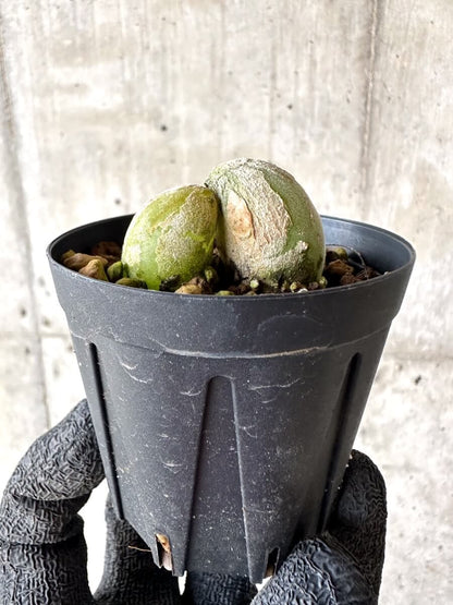 【現品限り】ムイリア・ホルテンセ【M67】 Muiria hortenseae