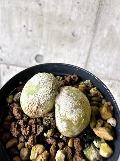 【現品限り】ムイリア・ホルテンセ【M67】 Muiria hortenseae