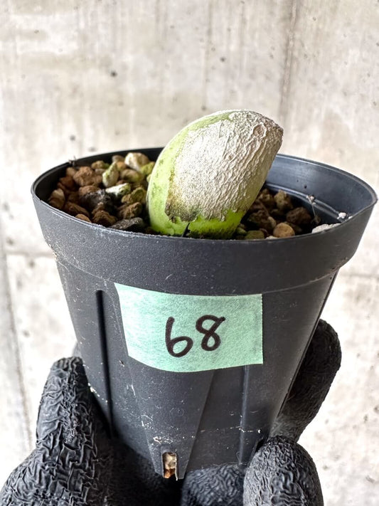 【現品限り】ムイリア・ホルテンセ【M68】 Muiria hortenseae