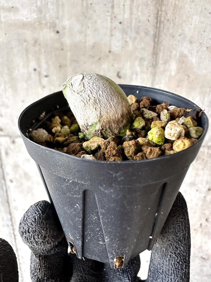 【現品限り】ムイリア・ホルテンセ【M68】 Muiria hortenseae