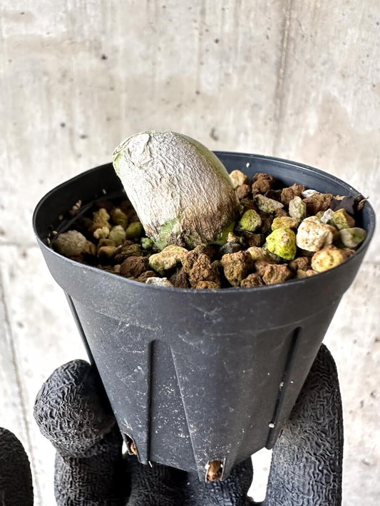 【現品限り】ムイリア・ホルテンセ【M68】 Muiria hortenseae