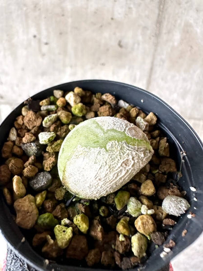 【現品限り】ムイリア・ホルテンセ【M68】 Muiria hortenseae