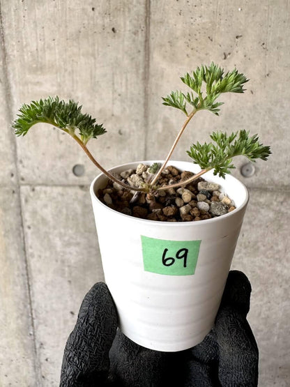 【現品限り】ペラルゴニウム・トリステ 実生【M69】 Pelargonium triste