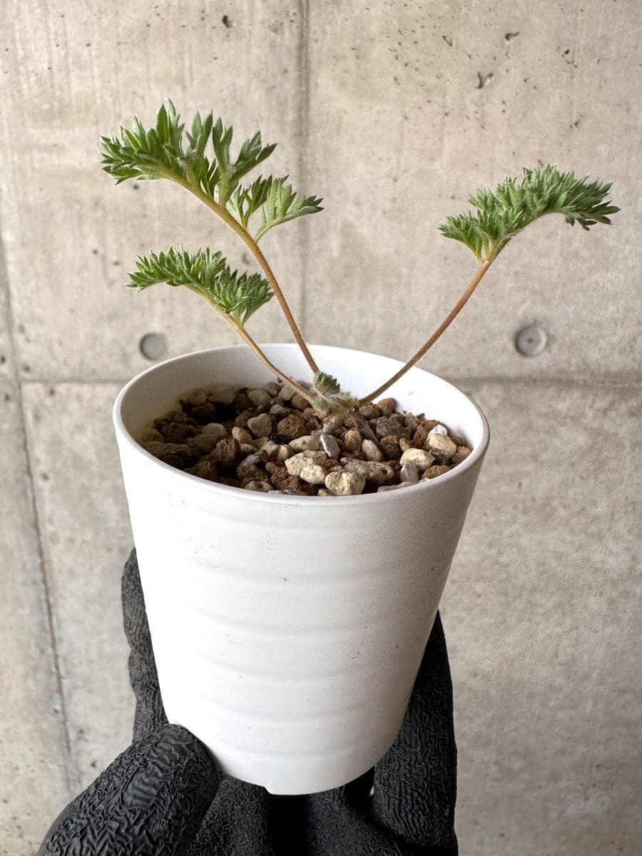 【現品限り】ペラルゴニウム・トリステ 実生【M69】 Pelargonium triste