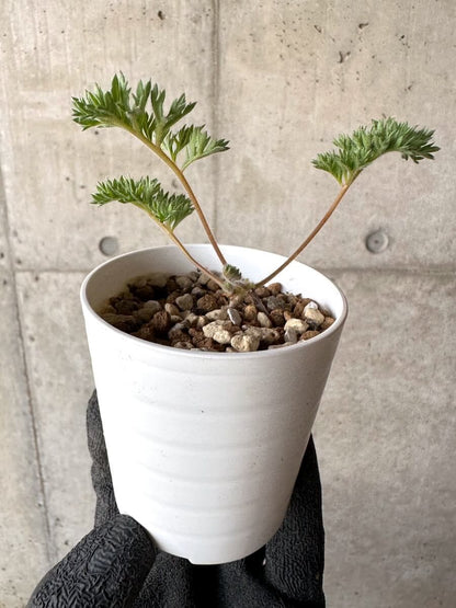 【現品限り】ペラルゴニウム・トリステ 実生【M69】 Pelargonium triste