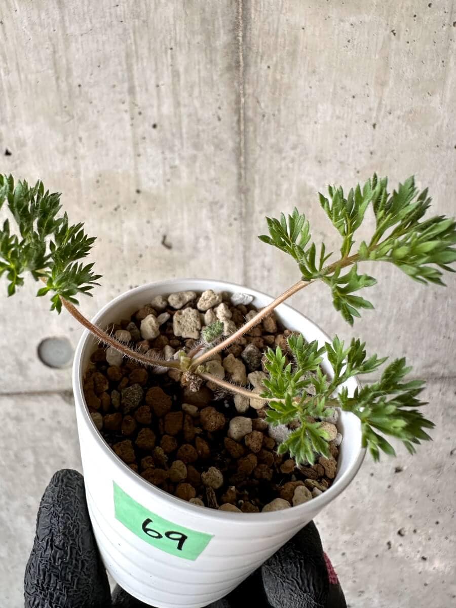 【現品限り】ペラルゴニウム・トリステ 実生【M69】 Pelargonium triste