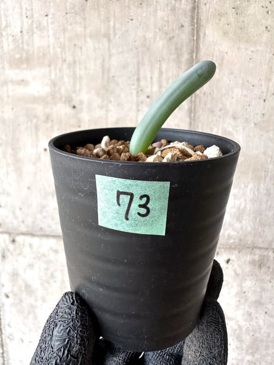 【現品限り】オーニソガラム・ユニフォリアツム【M73】 Ornithogalum unifoliatum