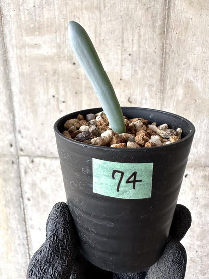 【現品限り】オーニソガラム・ユニフォリアツム【M74】 Ornithogalum unifoliatum