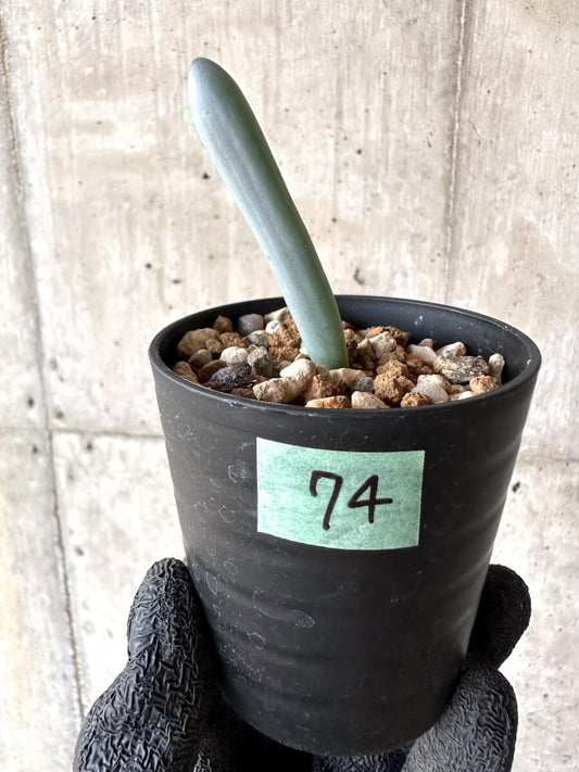 【現品限り】オーニソガラム・ユニフォリアツム【M74】 Ornithogalum unifoliatum