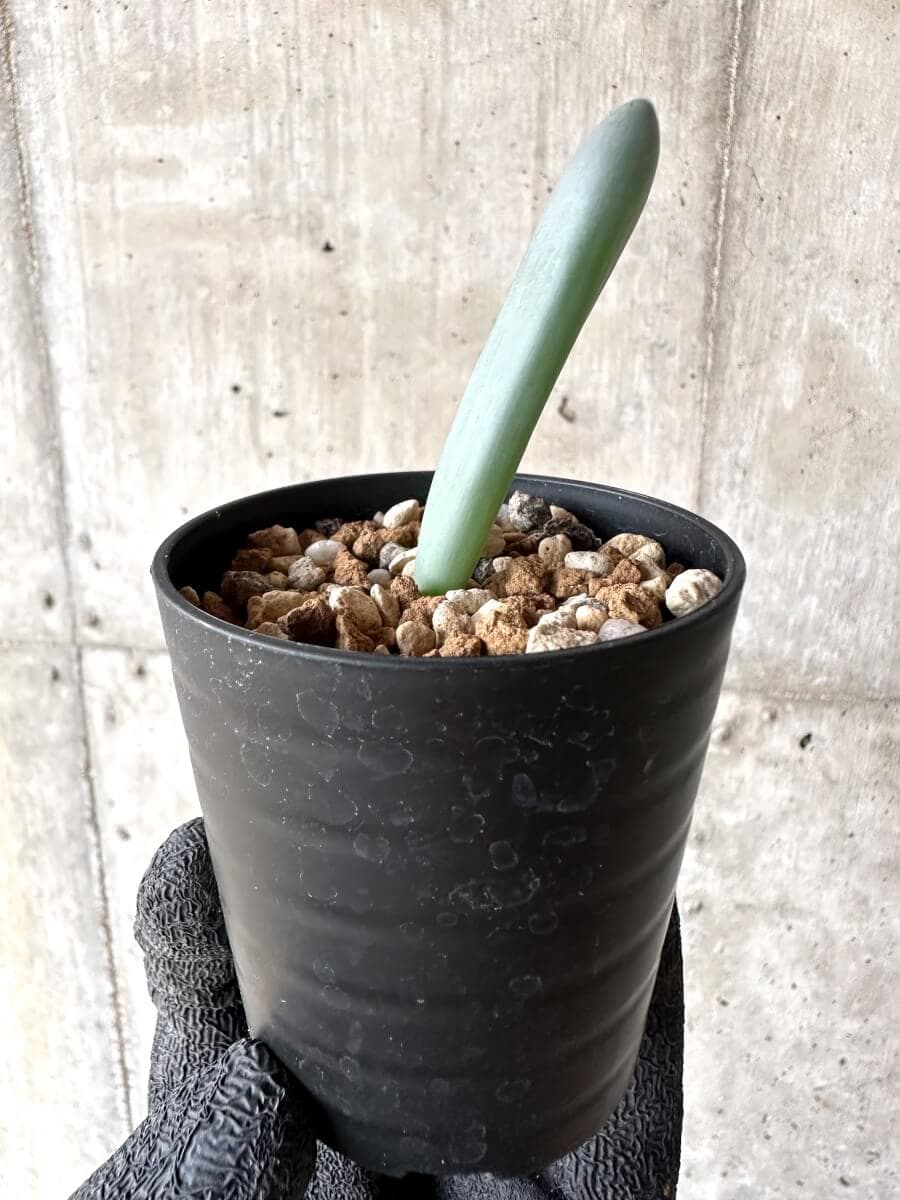 【現品限り】オーニソガラム・ユニフォリアツム【M74】 Ornithogalum unifoliatum