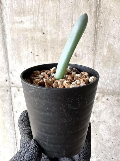 【現品限り】オーニソガラム・ユニフォリアツム【M74】 Ornithogalum unifoliatum