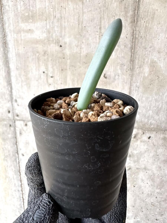 【現品限り】オーニソガラム・ユニフォリアツム【M74】 Ornithogalum unifoliatum