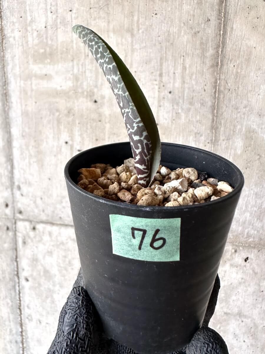 【現品限り】ラケナリア・ゼブリナ【M76】 Lachenalia zebrina