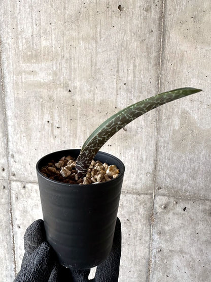 【現品限り】ラケナリア・ゼブリナ【M76】 Lachenalia zebrina