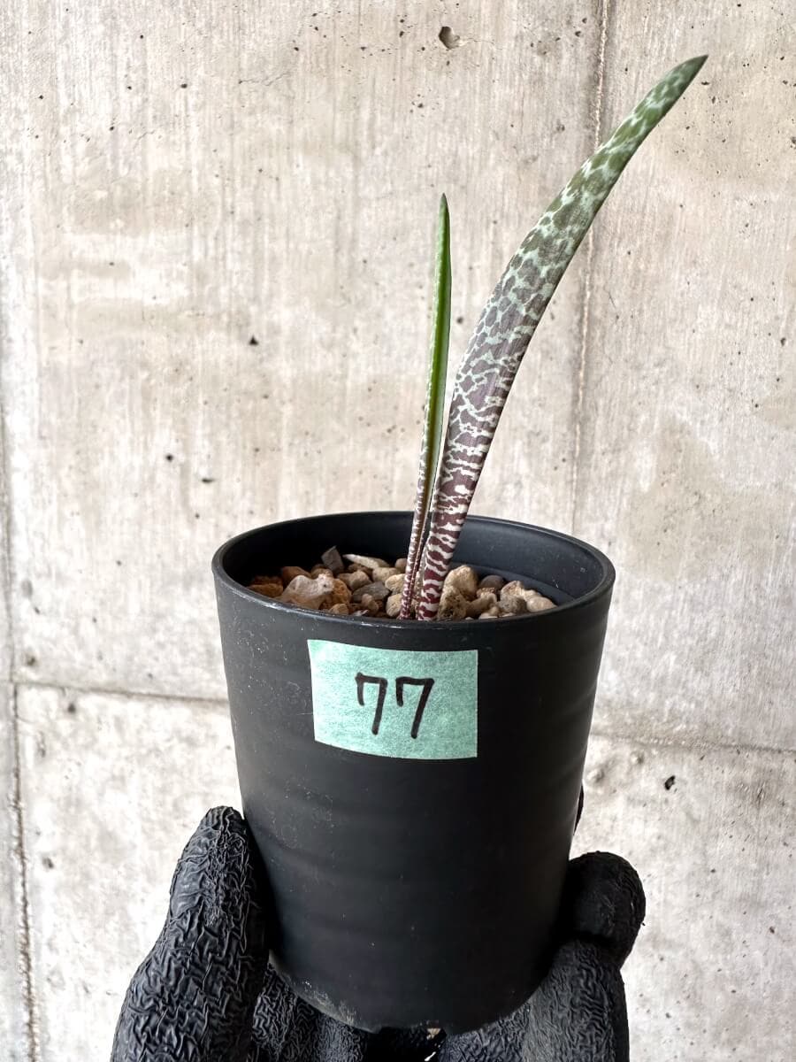 【現品限り】ラケナリア・ゼブリナ【M77】 Lachenalia zebrina