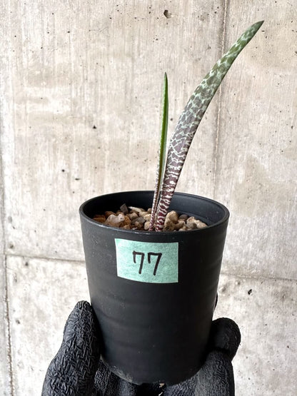 【現品限り】ラケナリア・ゼブリナ【M77】 Lachenalia zebrina