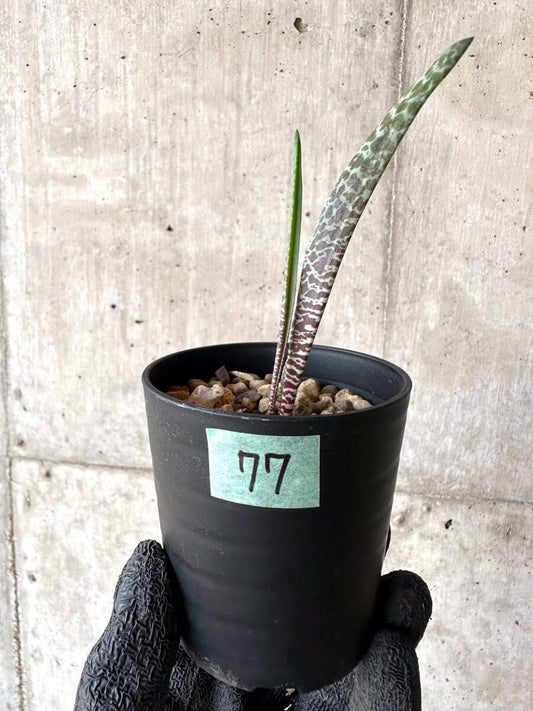 【現品限り】ラケナリア・ゼブリナ【M77】 Lachenalia zebrina