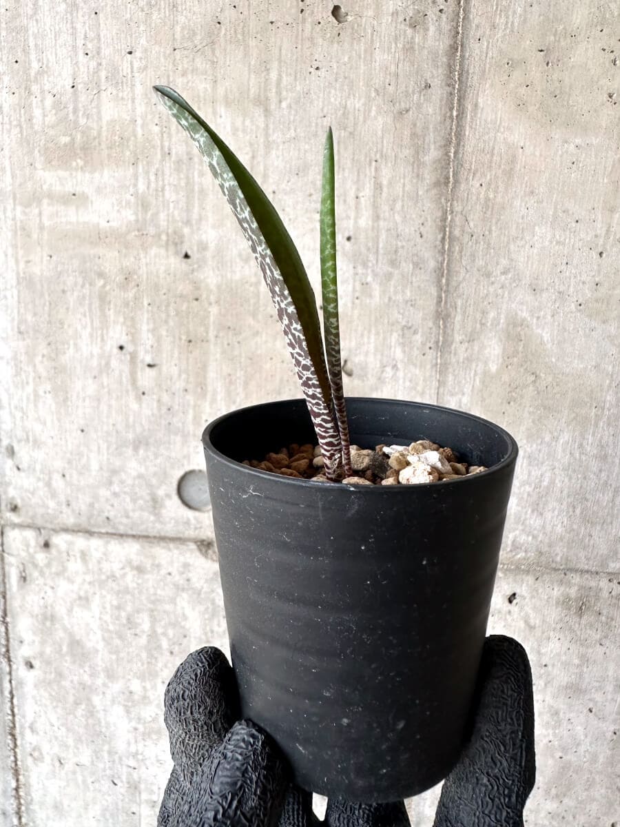 【現品限り】ラケナリア・ゼブリナ【M77】 Lachenalia zebrina