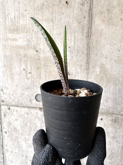 【現品限り】ラケナリア・ゼブリナ【M77】 Lachenalia zebrina