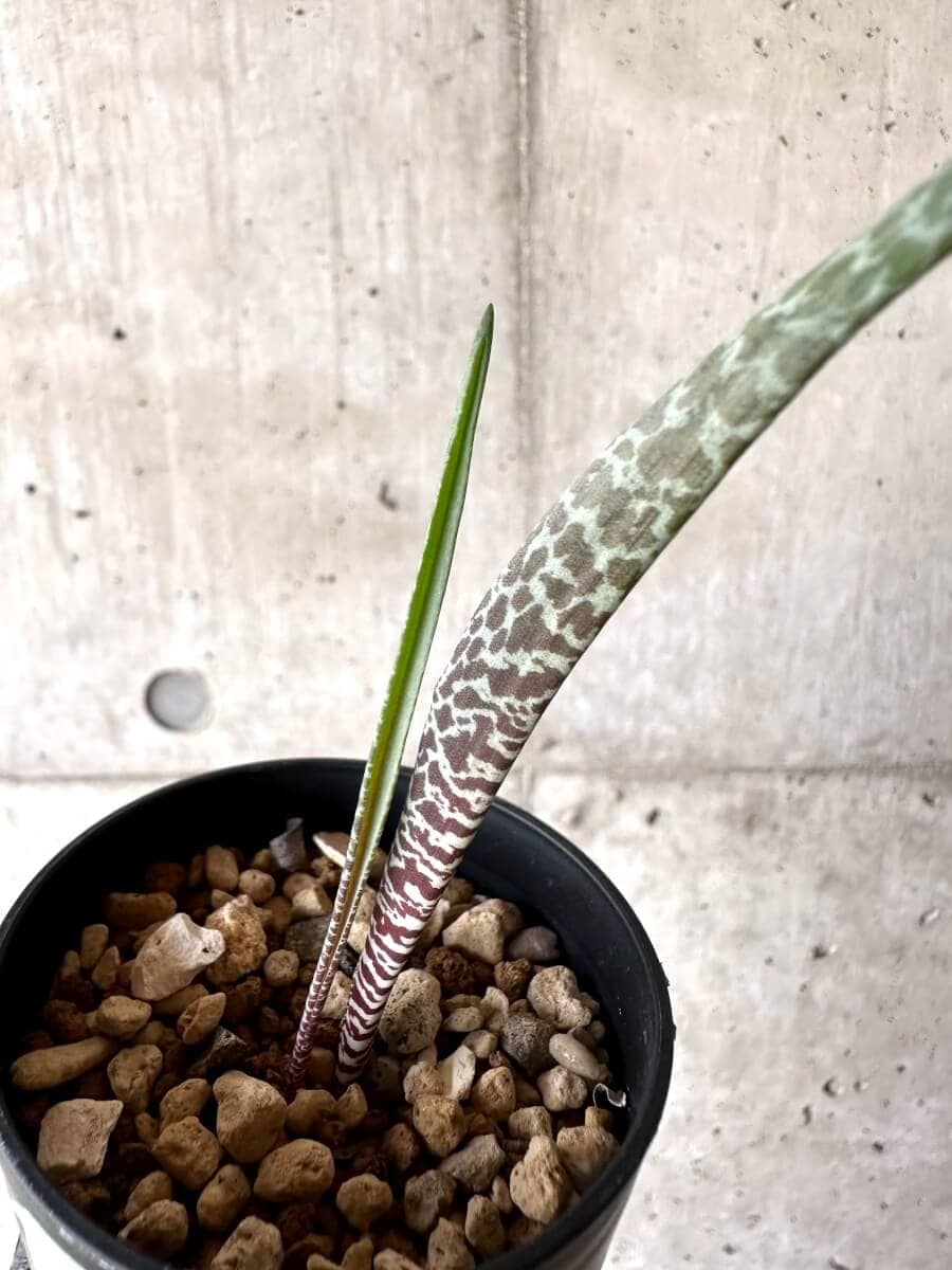 【現品限り】ラケナリア・ゼブリナ【M77】 Lachenalia zebrina