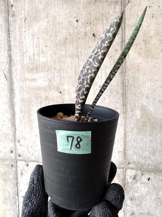【現品限り】ラケナリア・ゼブリナ【M78】 Lachenalia zebrina