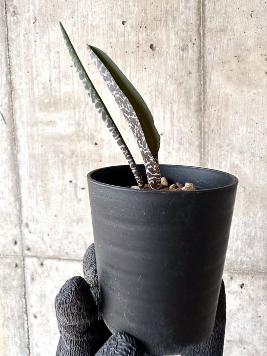 【現品限り】ラケナリア・ゼブリナ【M78】 Lachenalia zebrina