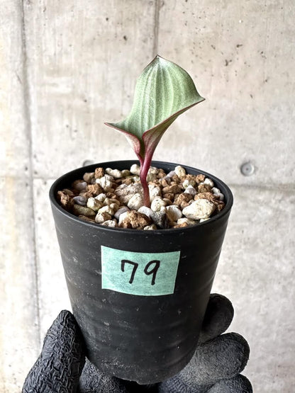 【現品限り】エリオスペルマム・カペンセ【M79】 Eriospermum capense