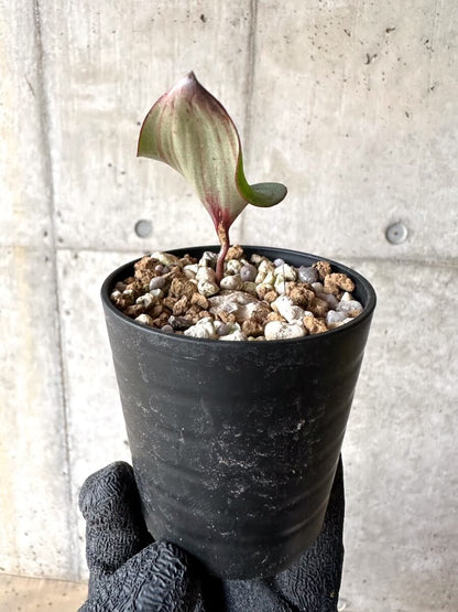 【現品限り】エリオスペルマム・カペンセ【M79】 Eriospermum capense