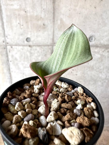 【現品限り】エリオスペルマム・カペンセ【M79】 Eriospermum capense