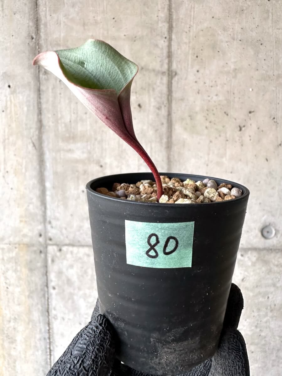 【現品限り】エリオスペルマム・カペンセ【M80】 Eriospermum capense