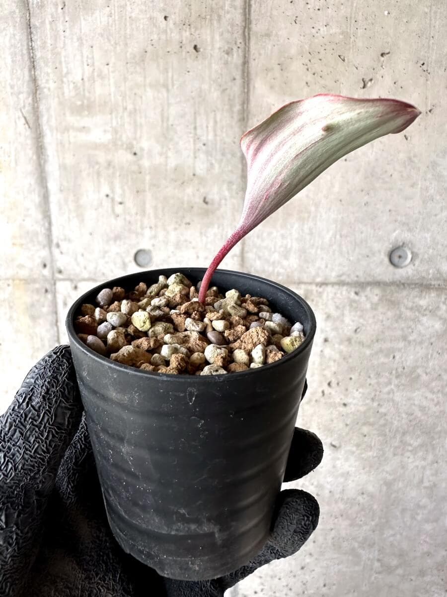 【現品限り】エリオスペルマム・カペンセ【M80】 Eriospermum capense