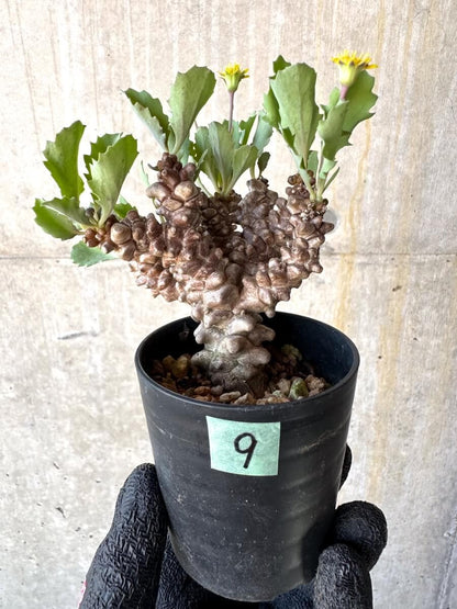 【現品限り】オトンナ・ヘレー 蛮鬼塔[在庫整理価格]【M9】 Othonna herrei