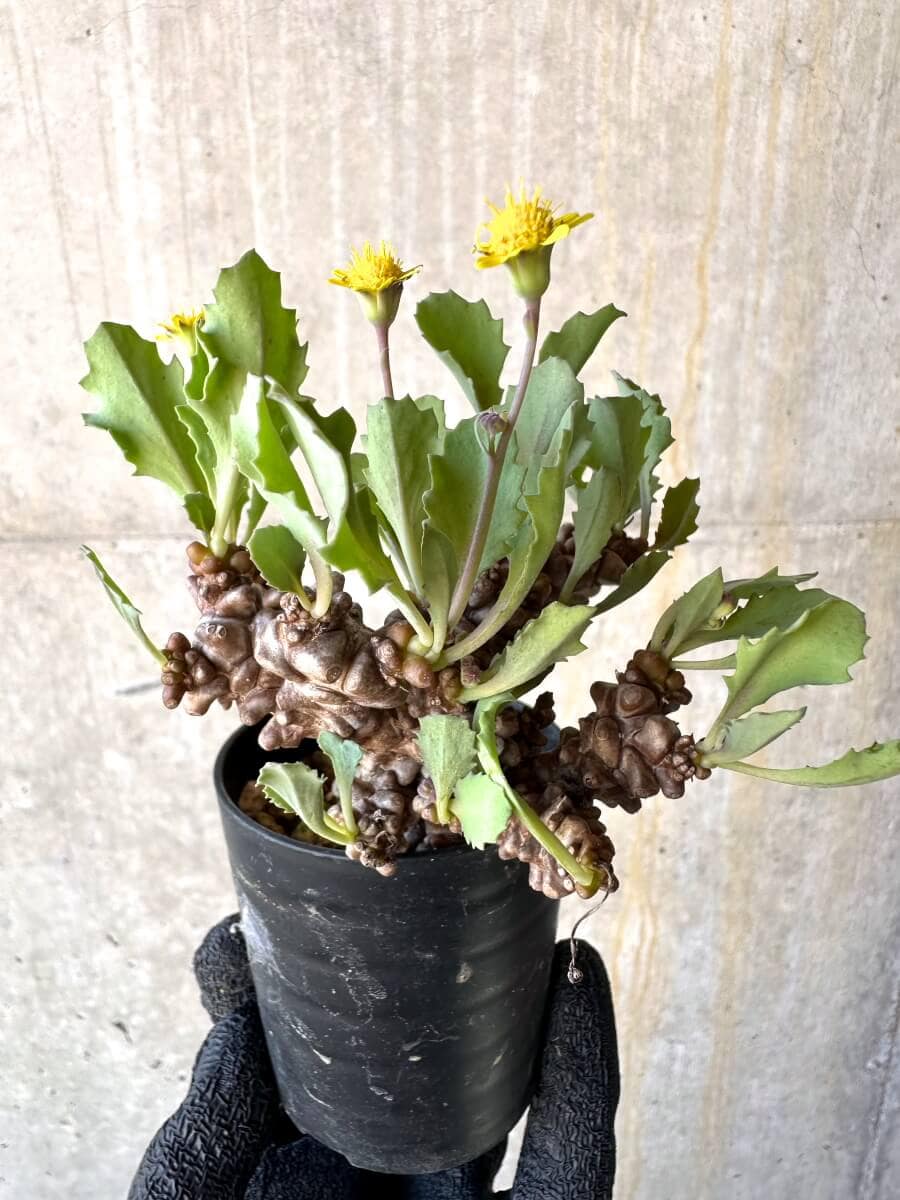 【現品限り】オトンナ・ヘレー 蛮鬼塔[在庫整理価格]【M9】 Othonna herrei