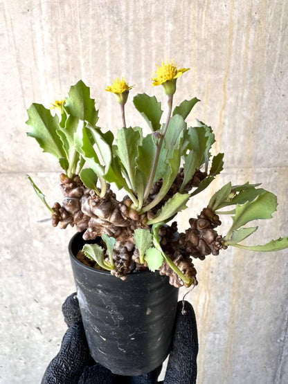 【現品限り】オトンナ・ヘレー 蛮鬼塔[在庫整理価格]【M9】 Othonna herrei