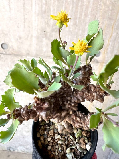 【現品限り】オトンナ・ヘレー 蛮鬼塔[在庫整理価格]【M9】 Othonna herrei