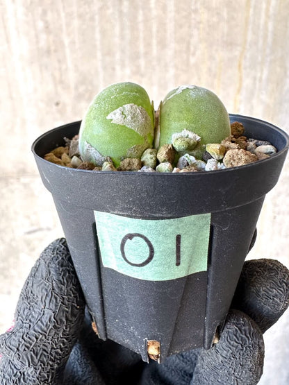 【現品限り】ムイリア・ホルテンセ【O1】 Muiria hortenseae