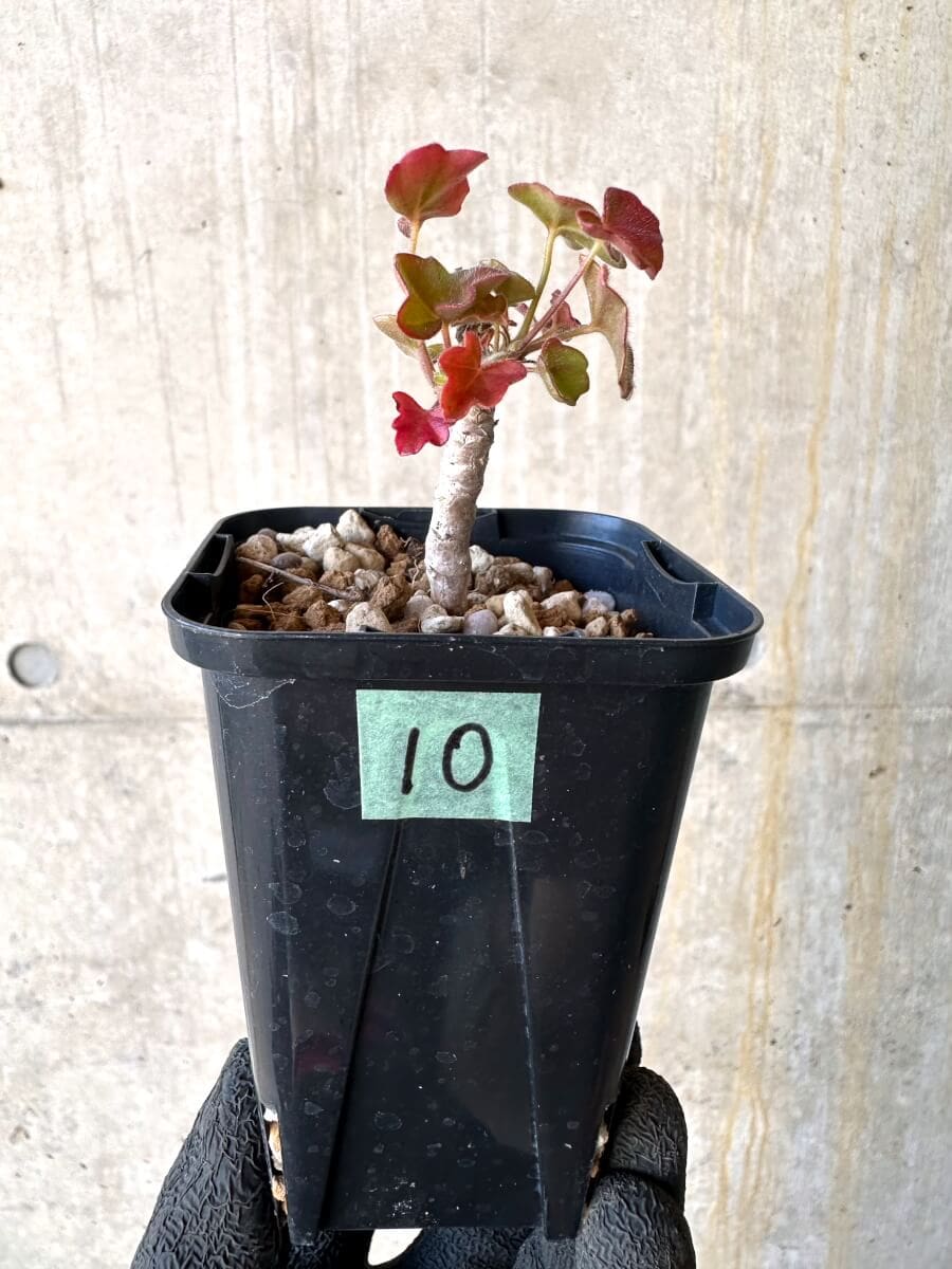 【現品限り】ペラルゴニウム・トンガエンセ【O10】 Pelargonium tongaense