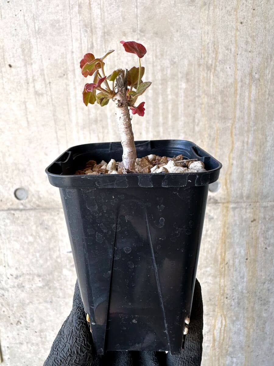 【現品限り】ペラルゴニウム・トンガエンセ【O10】 Pelargonium tongaense