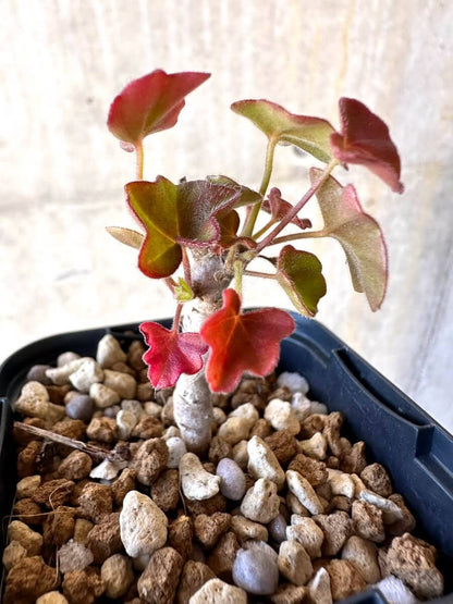 【現品限り】ペラルゴニウム・トンガエンセ【O10】 Pelargonium tongaense