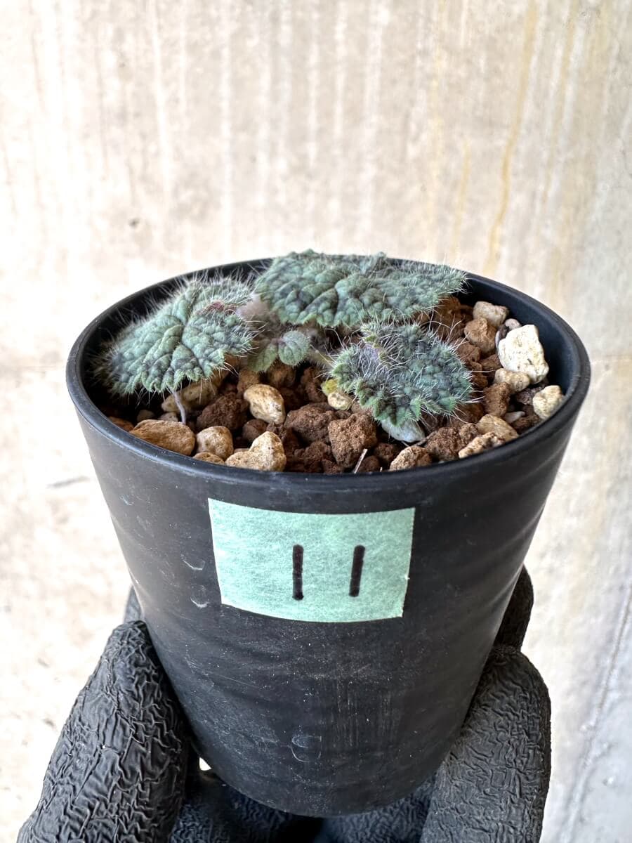 【現品限り】ペラルゴニウム・バルクリ【O11】 Pelargonium barklyi