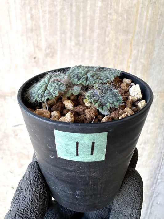 【現品限り】ペラルゴニウム・バルクリ【O11】 Pelargonium barklyi