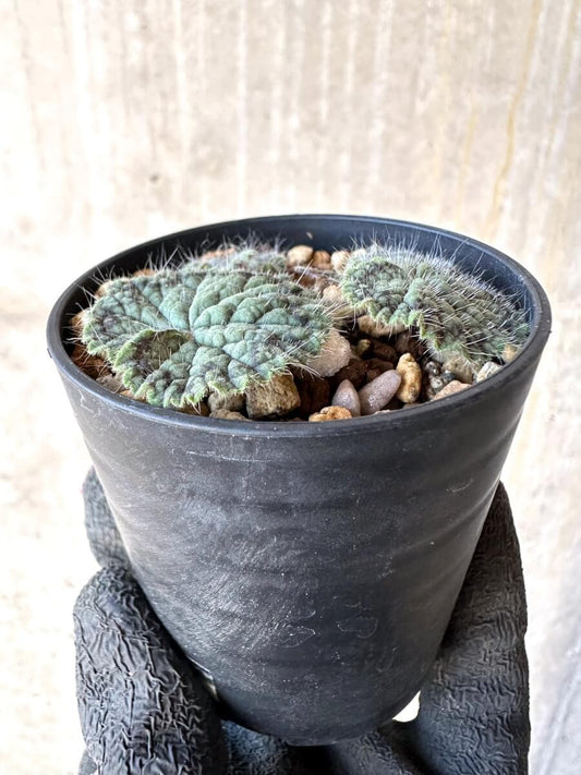 【現品限り】ペラルゴニウム・バルクリ【O11】 Pelargonium barklyi