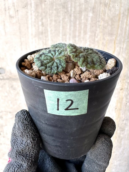 【現品限り】ペラルゴニウム・バルクリ【O12】 Pelargonium barklyi